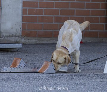 NoseWork yksittäiset kerrat