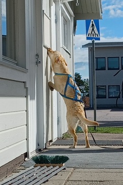 Verkkokurssi: Nosework - laji tutuksi ja kiinni alkeisiin