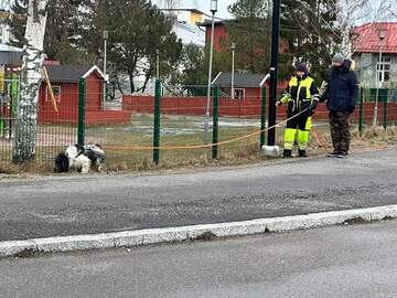 Mantrailing - ihmisen etsintää ilmavainuisesti