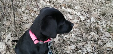 Verkkoluento: Koira työparina kasvatus- ja kuntoutustyössä