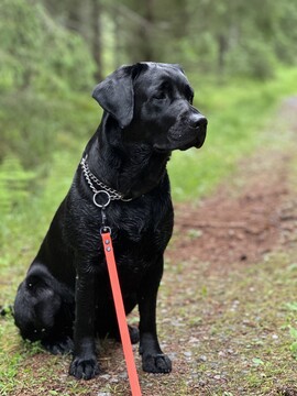 Kuluttaja Suvi Stolt