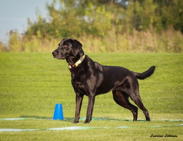 Tokon Teematreenit Agility Akatemia Vantaa