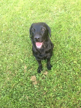 Verkkoluento: Palkkaaminen kouluttamisen kulmakivenä