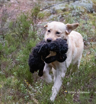 Taitoja Taipumuskokeeseen -kurssi Pääkaupunkiseutu