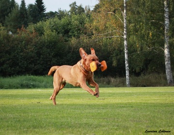 Toko (Helsinki, ulkokentällä)