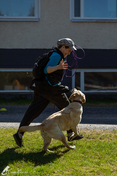 Nosework-yksityiskoulutus verkossa Sara Eerola