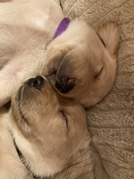 Penturastit Pirkanmaalla