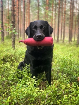 Nouto kuntoon ja NOME -seuraaminen Kaiun maja Vantaa