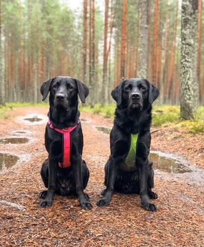 Perustottelevaisuus (Espoo, ulkokentällä)