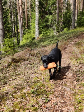 Taipumuskoekurssi Uudessakaupungissa