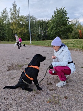 Arkitottelevaisuus pennut ja aikuiset Kaiun majan piha-alue Vantaa