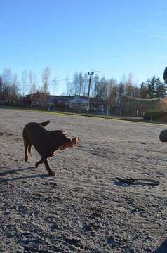 Arjen taitoja labradorinnoutajille Pirkanmaalla