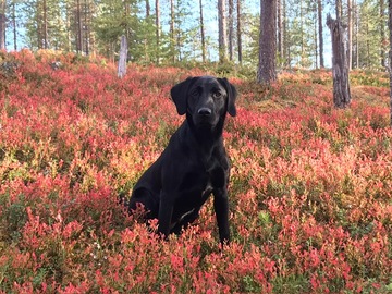 Vuorovaikutteinen verkkoluento - arki ja harrastaminen nuoren labradorin kanssa