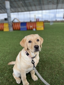 Perustottelevaisuus (Vantaa Agility Akatemia)