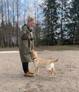 Perustottelevaisuus pennut ja aikuiset, Järvenpää